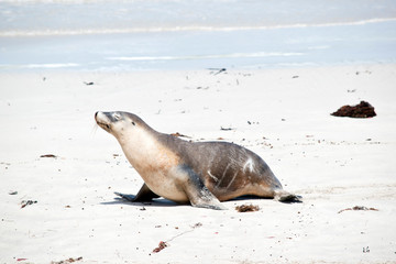 Fototapeta premium the sea lion is walking on the beach