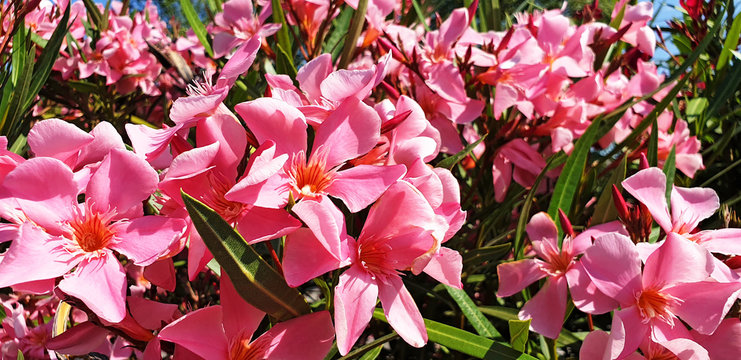 Close up pink Nerium oleander flowers on the bush. Panorama.