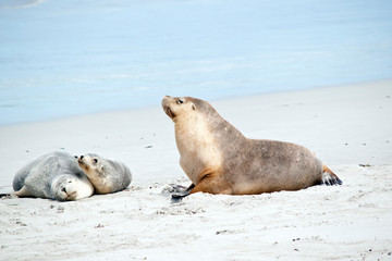 the sea lion is passing a mother and her cub in the sand