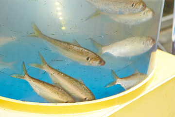 Fishes in water tank at restaurant 