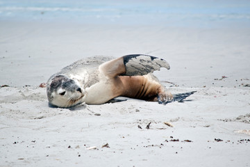 the sea lion is waving with his flipper