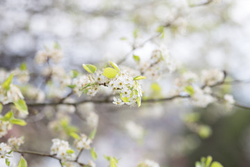 Obraz premium Beautiful spring flowers with colorful bokeh