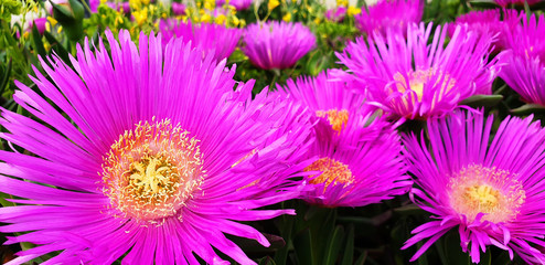 Close up of purple blooming flowers Carpobrotus edulis ( Carpobrotus acinaciformis ). Panorama.