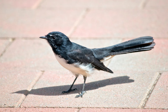 the willy wagtail is a small black and white bird