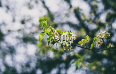 leaves in spring