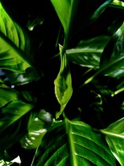 Fototapeta na wymiar green leaves on tree