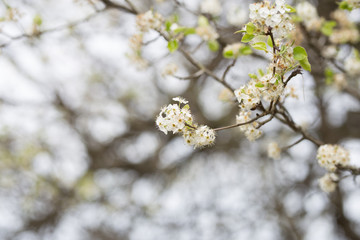 cherry blossom on a branch