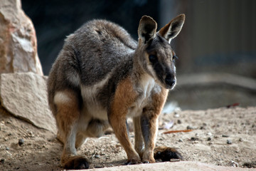 Naklejka na ściany i meble this is a yellow footed rock wallaby