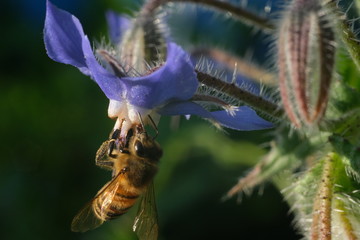 Bee sucks nectar from a blue flower. A beautiful blue mallow flower attracts bees.