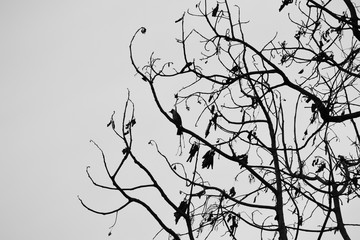 a collection of birds perched on a leafless tree