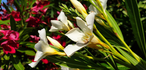 White and red Nerium oleander flowers on the bush. Panorama.