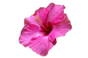 pink hibiscus flower isolated on white background © Alextra