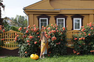 Vintage wooden rural house with carved windows in Suzdal town, Russia. Big pumpkin, orange dahlias...