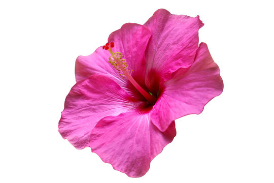 pink hibiscus flower isolated on white background