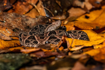 Viper, Atropoides picadoi, Picado´s Pitviper danger poison snake in the nature habitat, Tapantí NP, Costa Rica. Venomous green reptile in the nature habitat. Poisonous viper from Central America.