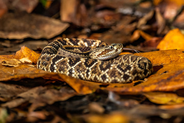 Fototapeta premium Viper, Atropoides picadoi, Picado´s Pitviper danger poison snake in the nature habitat, Tapantí NP, Costa Rica. Venomous green reptile in the nature habitat. Poisonous viper from Central America.