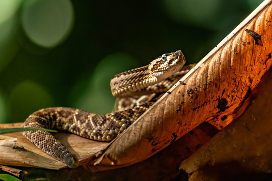 Viper, Atropoides picadoi, Picado&acute;s Pitviper danger poison snake in the nature habitat, Tapant&iacute; NP, Costa Rica. Venomous green reptile in the nature habitat. Poisonous viper from Central America.
