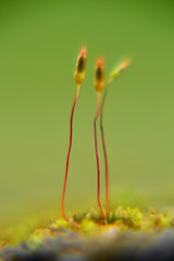 Bryophyta moss like sprouts isolated with blurry green background