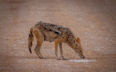 Etosha national park Namibia. A Jackal enjoying fresh rainwater