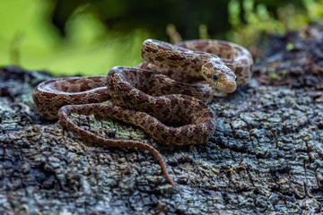 Cloudy Snail Sucker, Sibon nebulatus, snake on green mossy branch. Non venomous snake in the nature habitat. Poisonous animal from South America