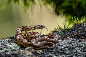 Cloudy Snail Sucker, Sibon nebulatus, snake on green mossy branch. Non venomous snake in the nature habitat. Poisonous animal from South America