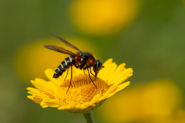 An insect pollinating a yellow flower