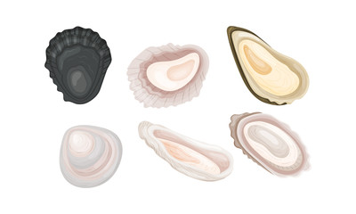 Oyster Shells of Different Shapes Vector Set