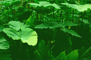 Closeup green leaf texture