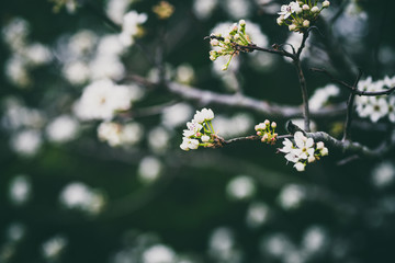 Beautiful spring flowers with colorful bokeh