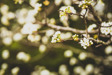 Beautiful spring flowers with colorful bokeh