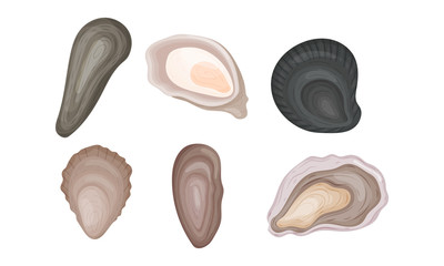Oyster Shells of Different Shapes Vector Set