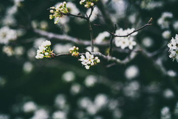 Beautiful spring flowers with colorful bokeh