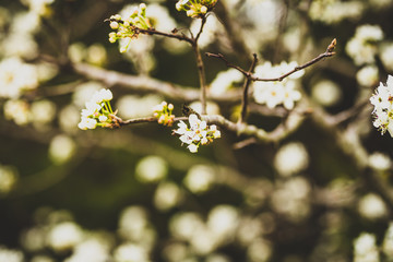 Beautiful spring flowers with colorful bokeh
