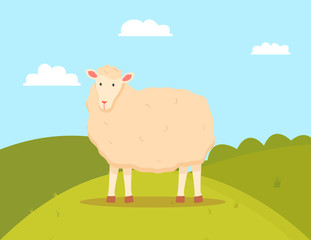 Obraz na płótnie Canvas Young sheep domesticated ruminant animal, mutton on green field. Farming vector, lamb with wool flat style standing on farmyard, domestic pet breeding
