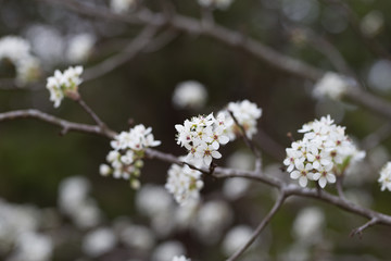 Beautiful spring flowers with colorful bokeh