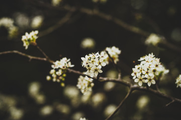 Beautiful spring flowers with colorful bokeh