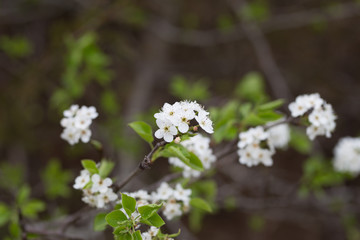 Beautiful spring flowers with colorful bokeh