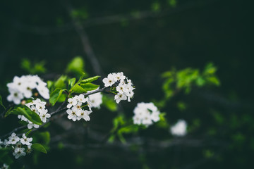 Beautiful spring flowers with colorful bokeh