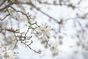 Beautiful spring flowers with colorful bokeh