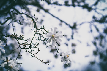 Beautiful spring flowers with colorful bokeh