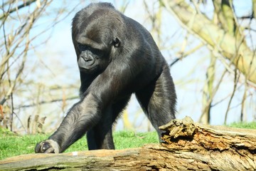 Black gorilla surrounded by trees during daytime © Graziano Vacca/Wirestock