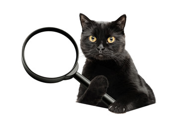 Black cat isolated on a white background holds a magnifier in its paws.