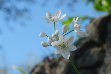 Wild garlic flower blossom, white color. Macro photography of the petals of the spring bloom.