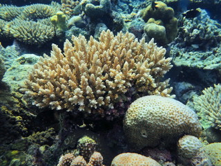 The amazing and mysterious underwater world of Indonesia, North Sulawesi, Manado, stone coral