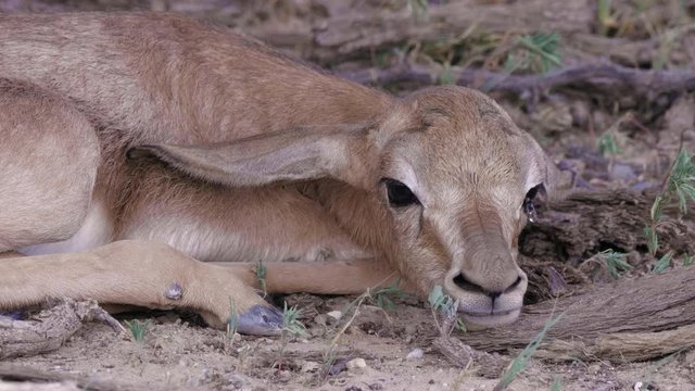 Close up shot of a young springbok calf laying in the shade, breathing quickly.