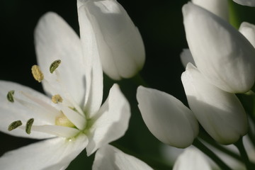 Fototapeta premium Wild garlic flower blossom, white color. Macro photography of the petals of the spring bloom.