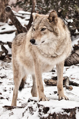 Calmness and confidence. Gray wolf female in the snow, beautiful strong animal in winter.
