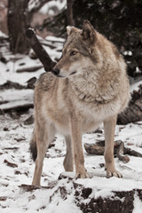 Fototapeta premium Calmness and confidence. Gray wolf female in the snow, beautiful strong animal in winter.