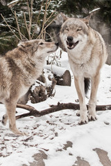 Wolf family husband and wife, bikers family happiness. in the snow, beautiful strong animal in winter.