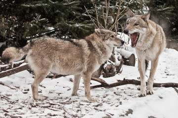 Wolf family husband and wife, bikers family happiness. in the snow, beautiful strong animal in winter.